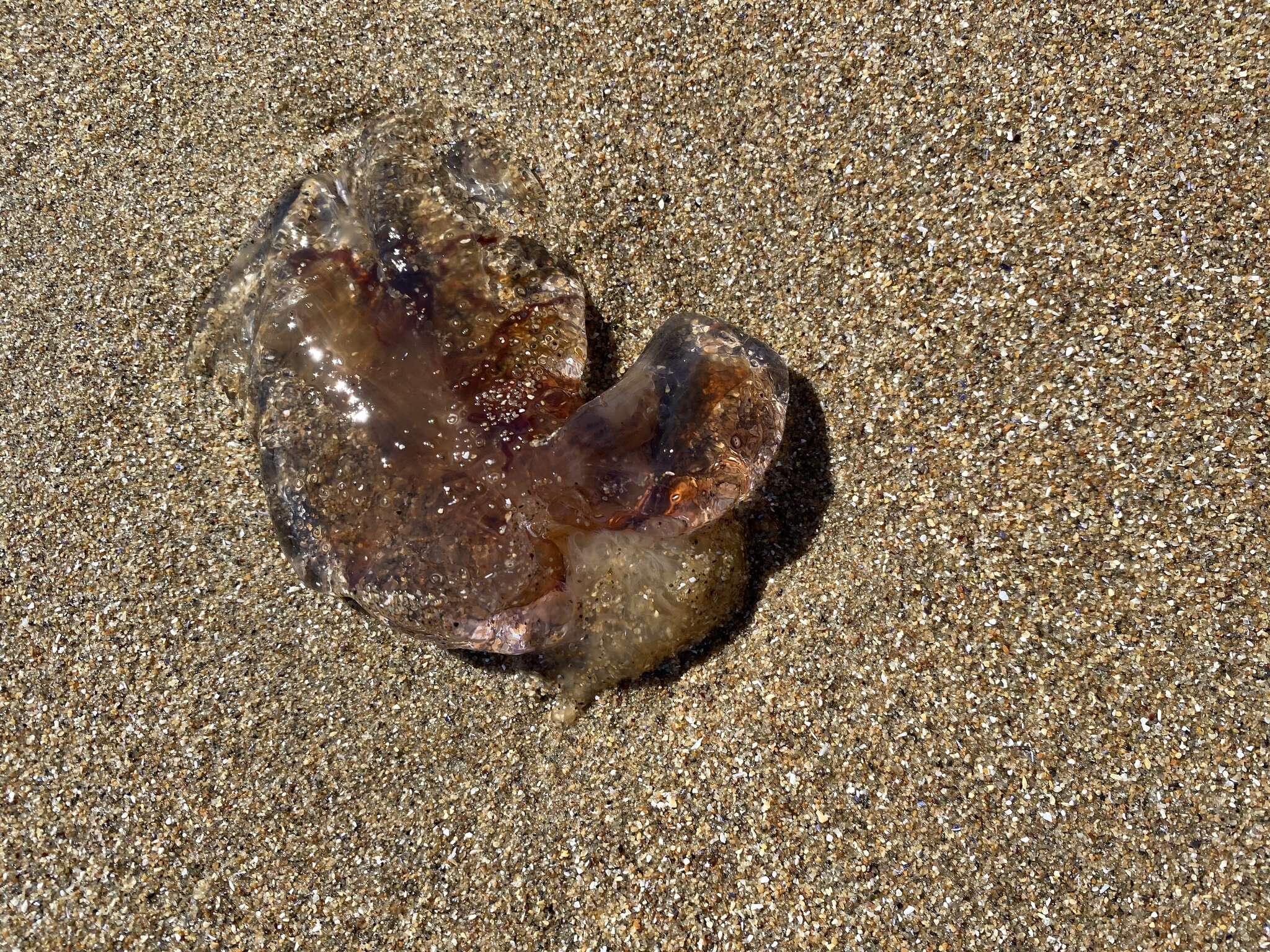 Image of Cyanea fulva Agassiz 1862