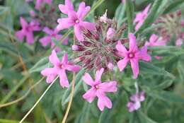 Image of Chiricahua Mountain mock vervain