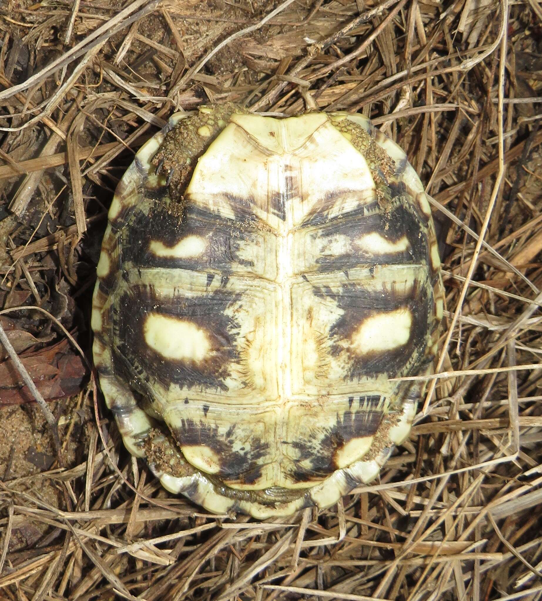 Image of Southeastern hinge-back tortoise