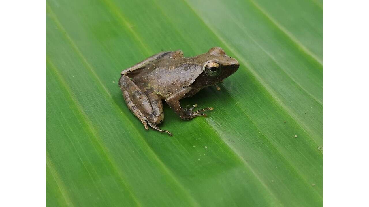 Imagem de Phrynobatrachus auritus Boulenger 1900