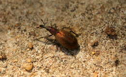 Image of Weevil