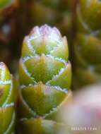 Image of Veronica hectorii subsp. demissa (G. Simpson) Garn.-Jones