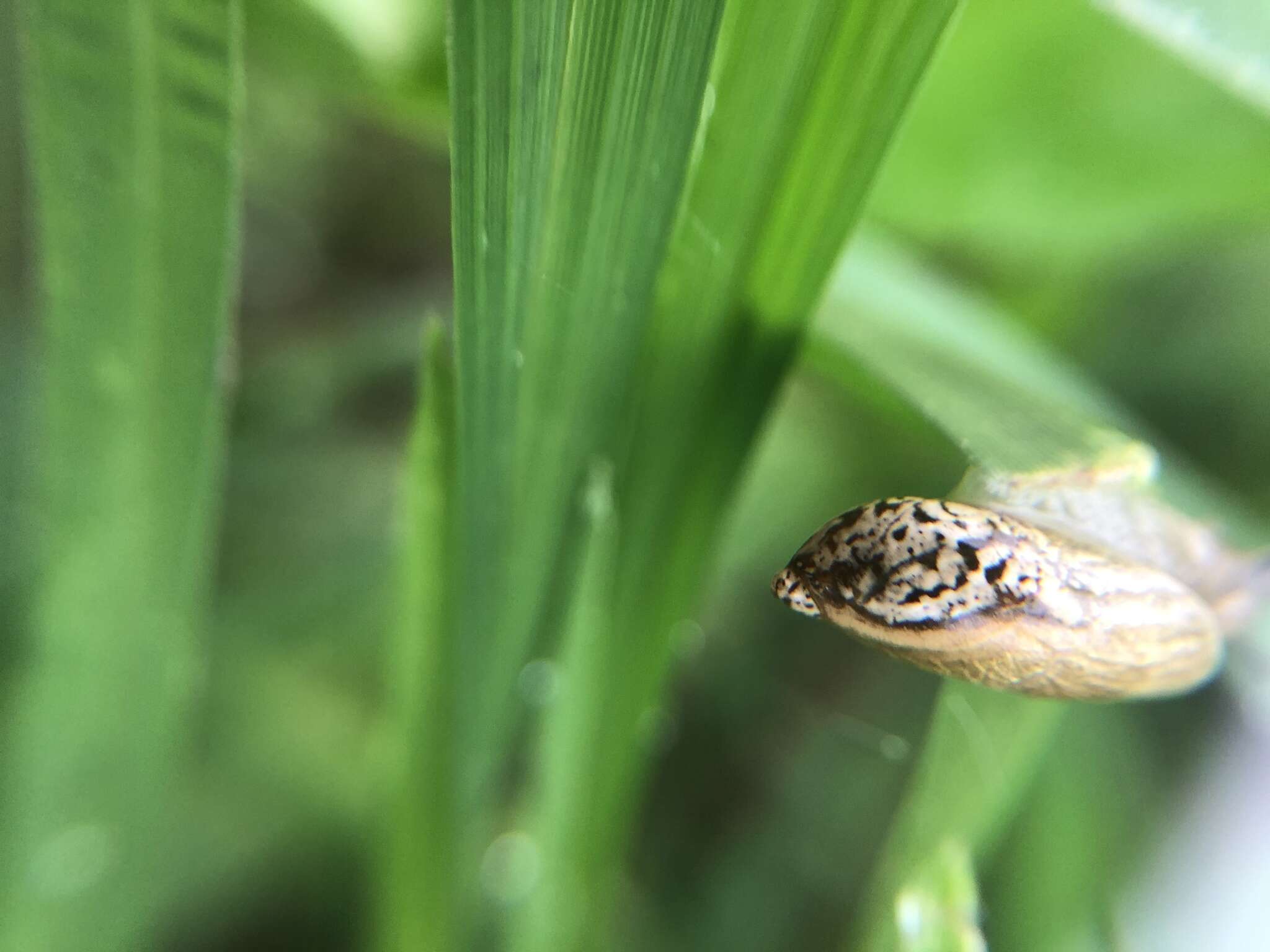 Image of Succinea arundinetorum