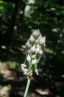 Image of Allium siculum subsp. dioscoridis (Sm.) K. Richt.