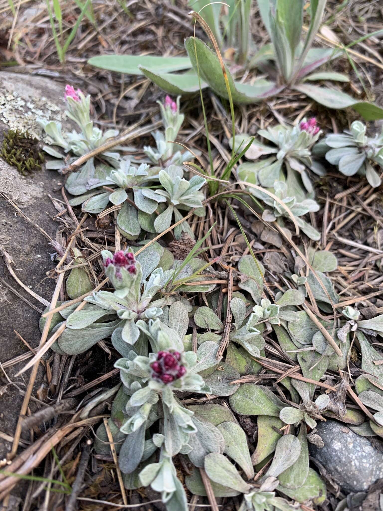 Imagem de Antennaria rosea subsp. rosea