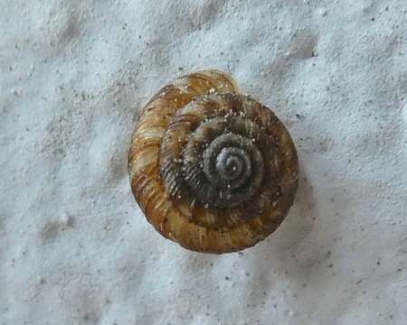 Image of disk snail