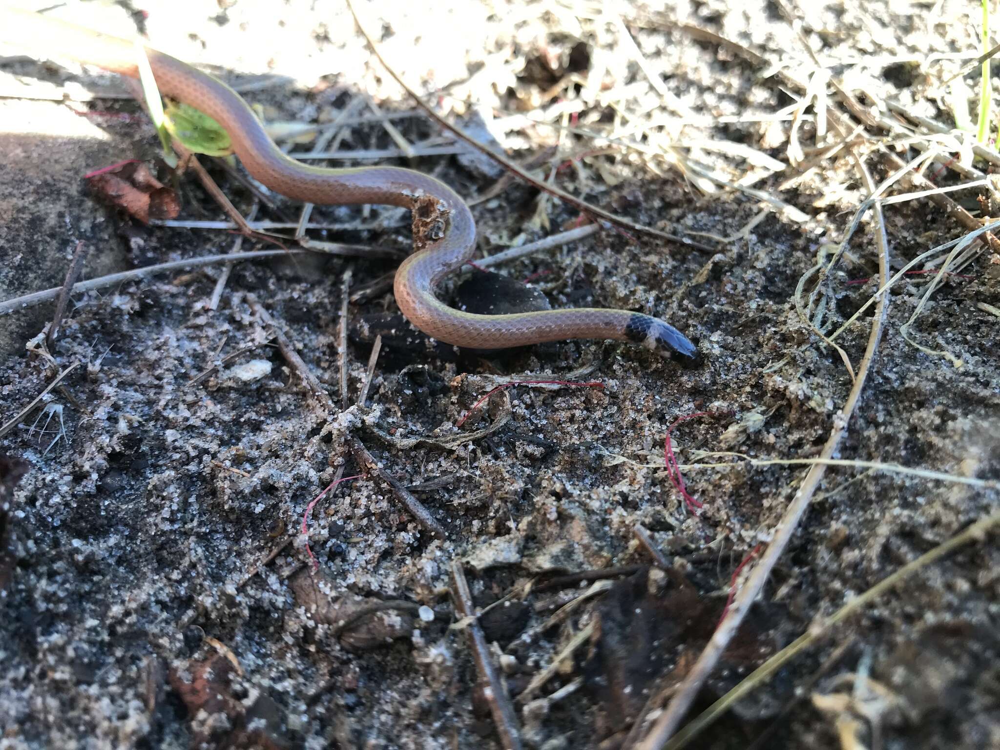 Image of Southeastern Crowned Snake