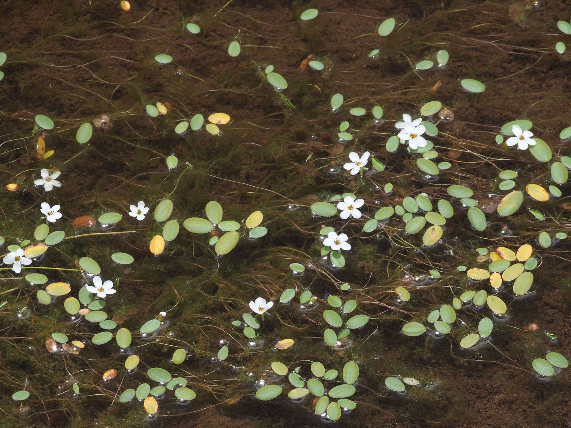 Image of Limosella inflata O. M. Hilliard & B. L. Burtt