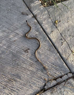 Image of Nuevo Leon Graceful Brown Snake