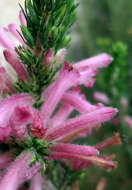 Imagem de <i>Erica <i>curviflora</i></i> var. curviflora