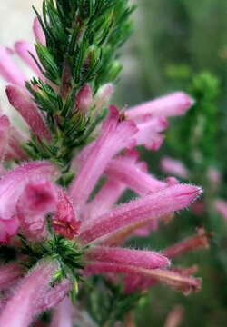 Image of Erica curviflora L.