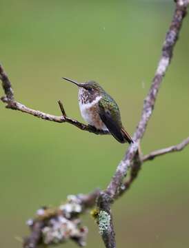 Image of Volcano Hummingbird