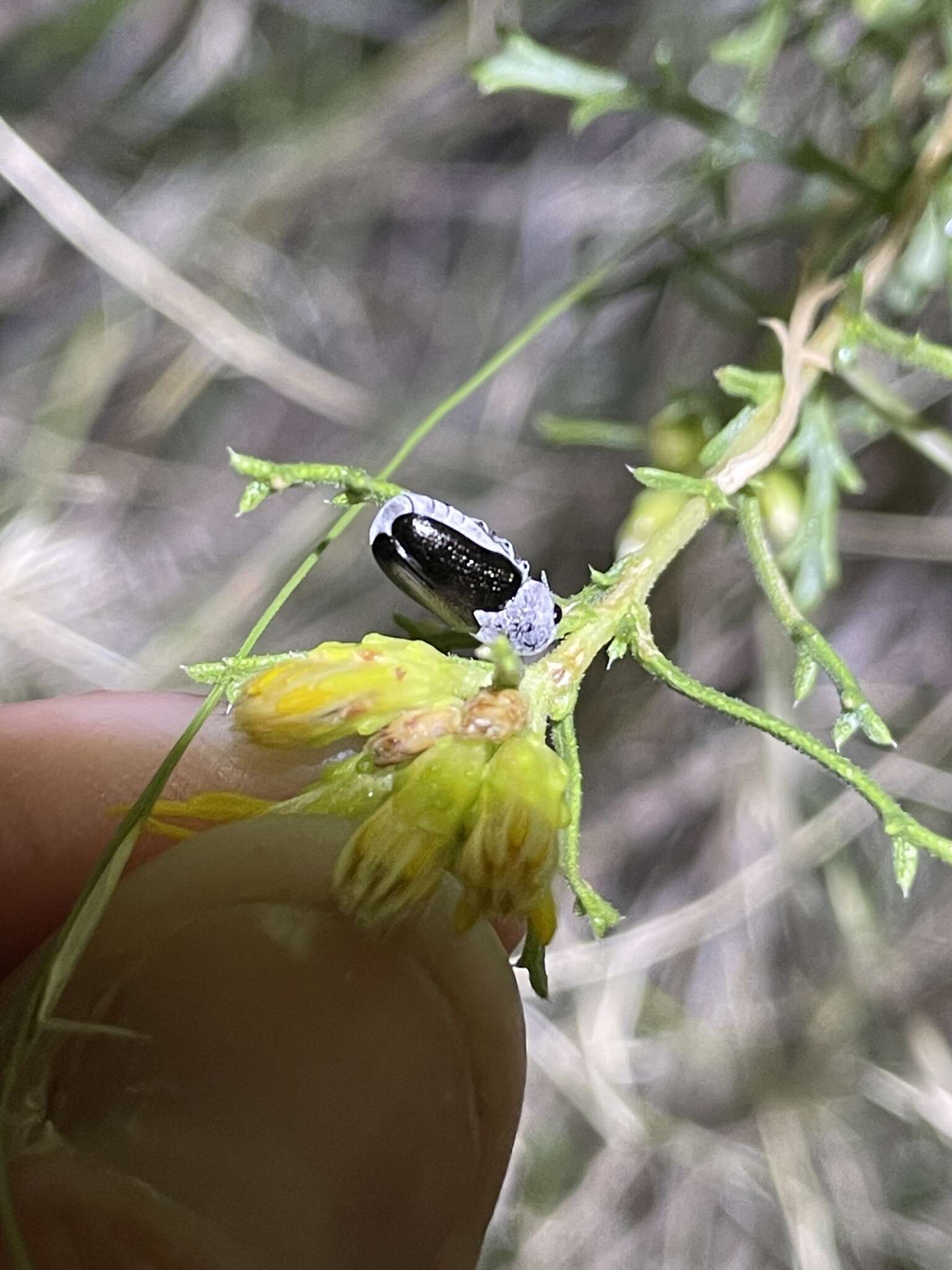 Plancia ëd Coscinoptera aeneipennis (J. L. Le Conte 1858)