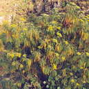 Image of Gonospermum canariense (DC.) Less.