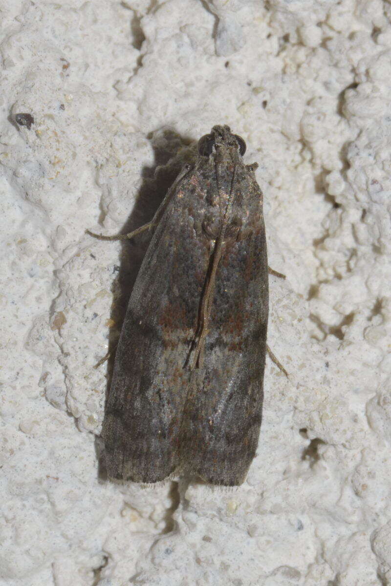 Image of Dotted Oak Knot-horn