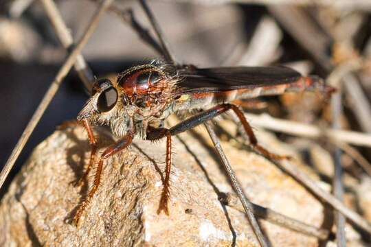 Image of <i>Scleropogon texanus</i>