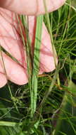 Image of Hesperantha baurii Baker