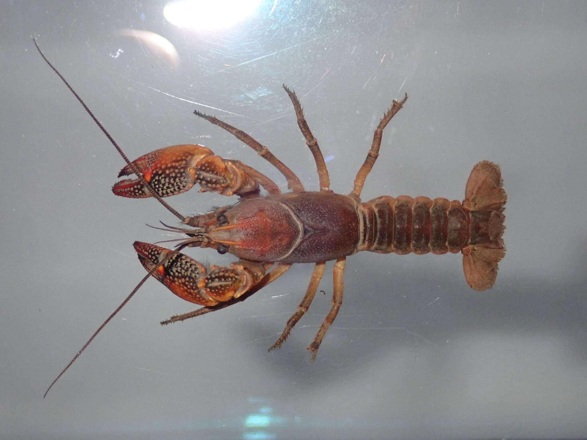 Image of <i>Lacunicambarus acanthura</i>