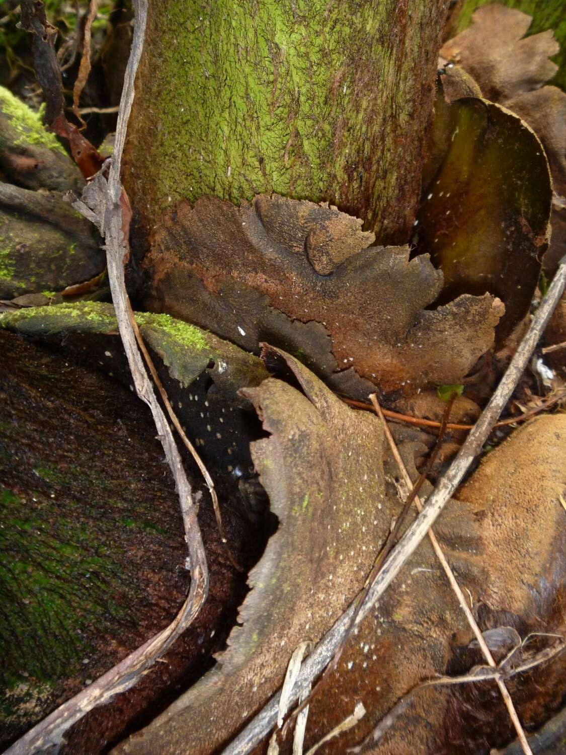 Image of angiopteris fern