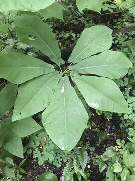 Image of Ear-Leaf Umbrella Tree