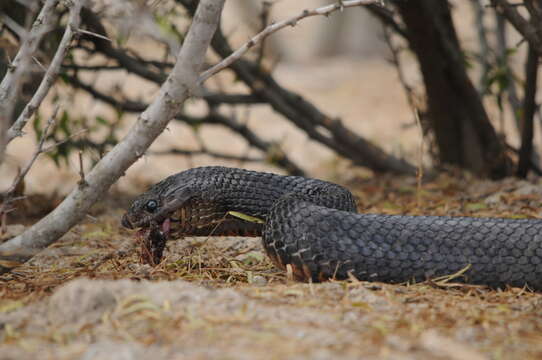 Image of Indigo Snake