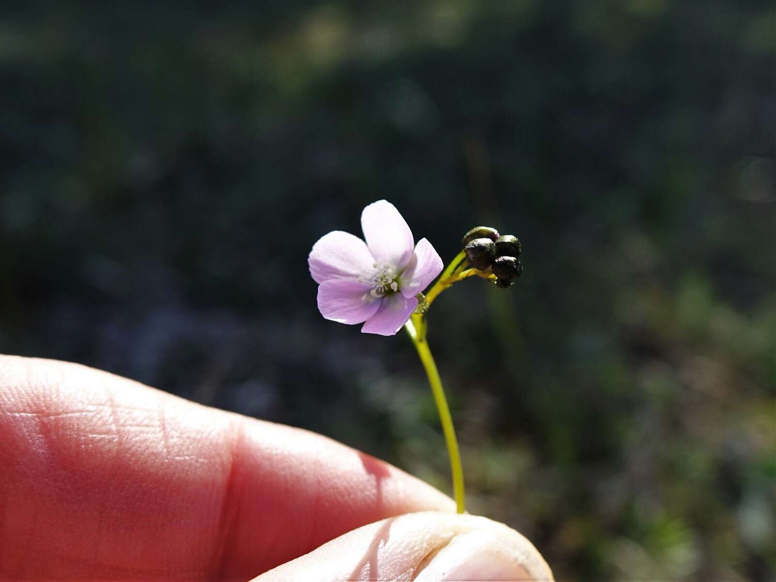 Image of Drosera peltata subsp. auriculata (Backh. ex Planch.) Conn