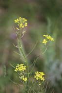 Image of diffuse wallflower