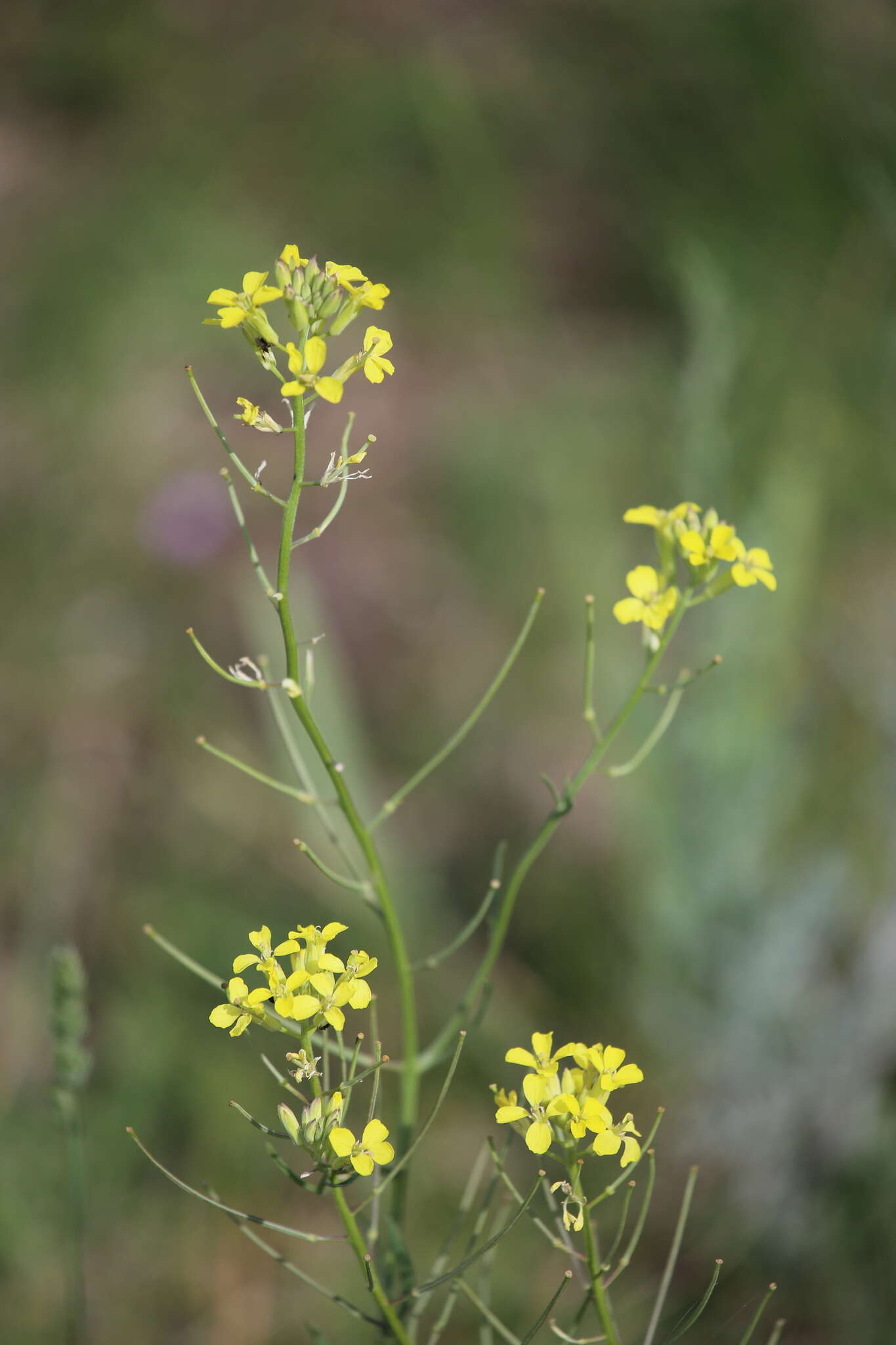 Image of diffuse wallflower