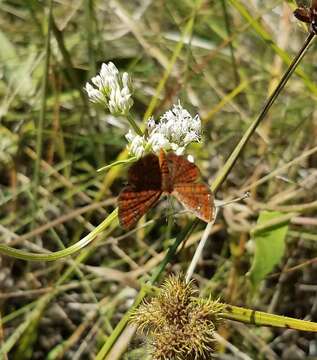 Image of Little Metalmark