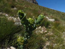 Image of Thesium euphorbioides Berg.