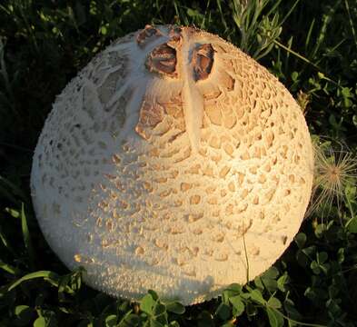 Image of Green-spored parasol