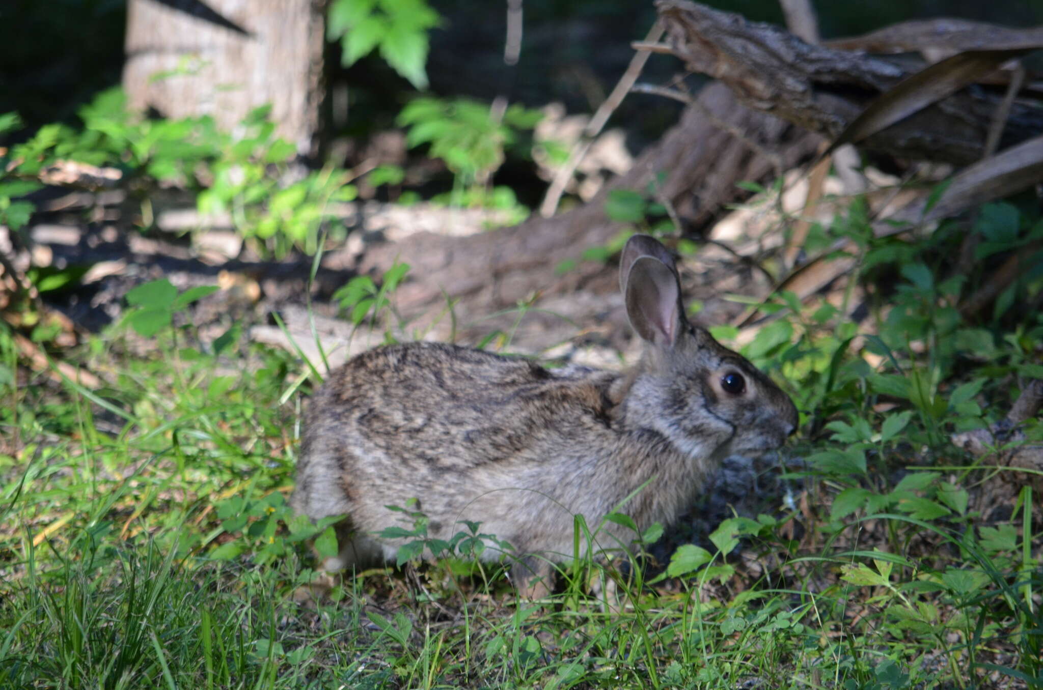 Image of Swamp Rabbit