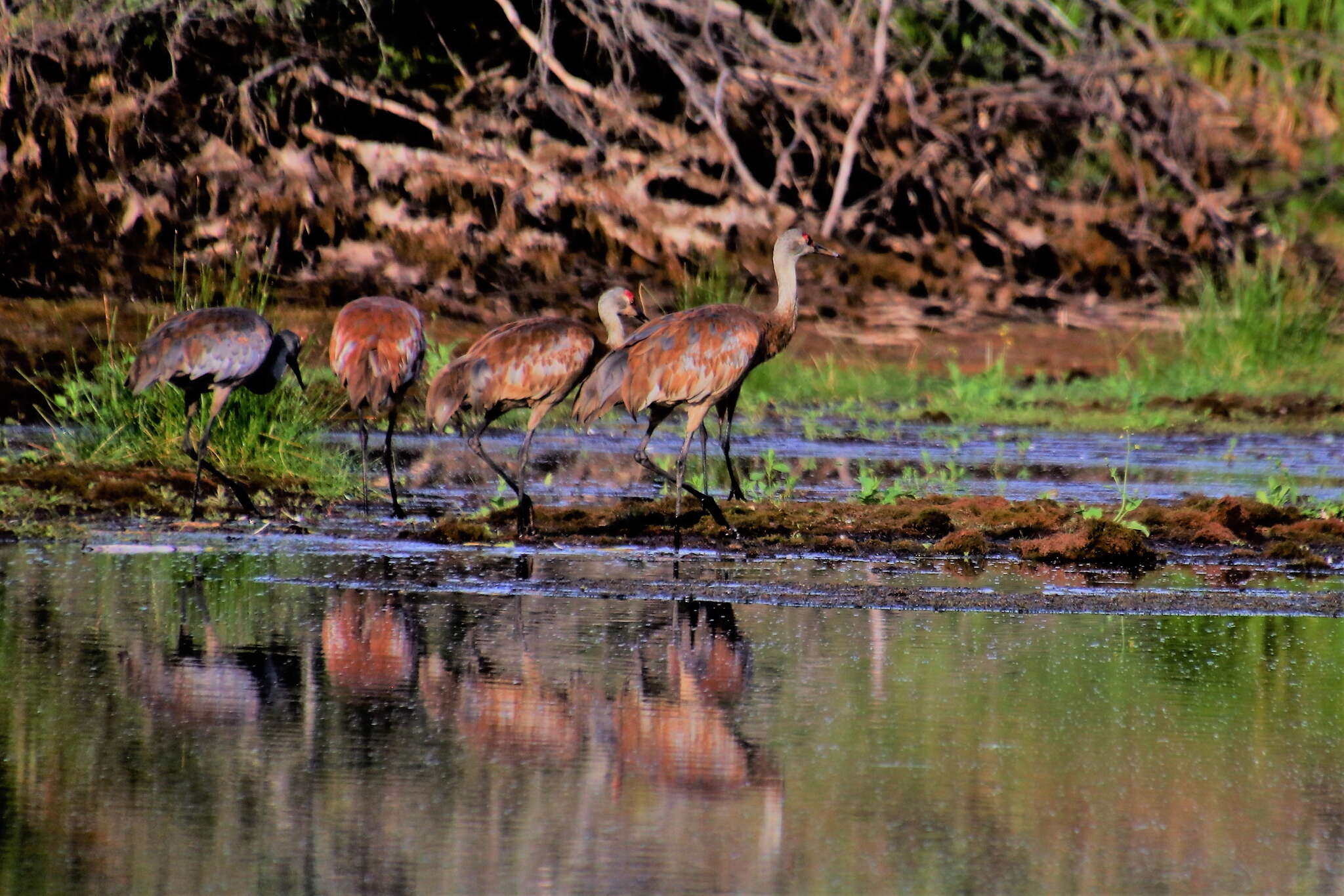 Image of Antigone canadensis canadensis (Linnaeus 1758)