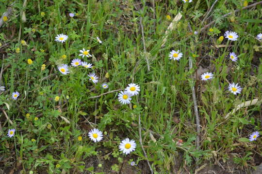 Astranthium ciliatum (Rafin.) G. L. Nesom resmi