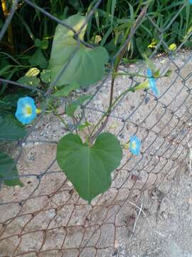 Plancia ëd Ipomoea cardiophylla A. Gray