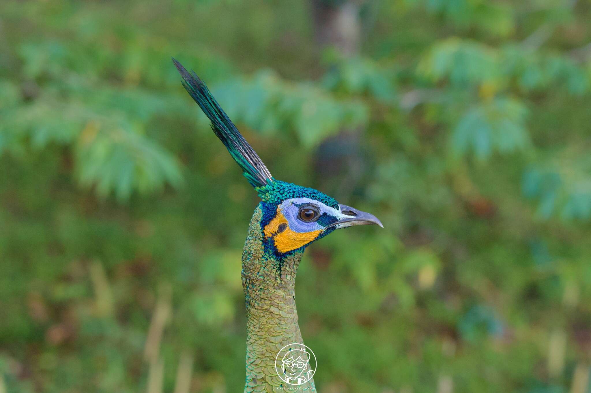 Image of Green Peafowl