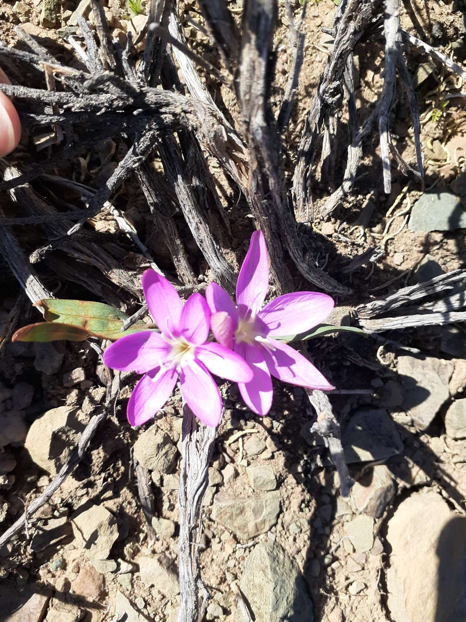 Image of Hesperantha humilis Baker