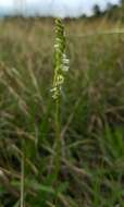 Image of Texas Ladies'-Tresses