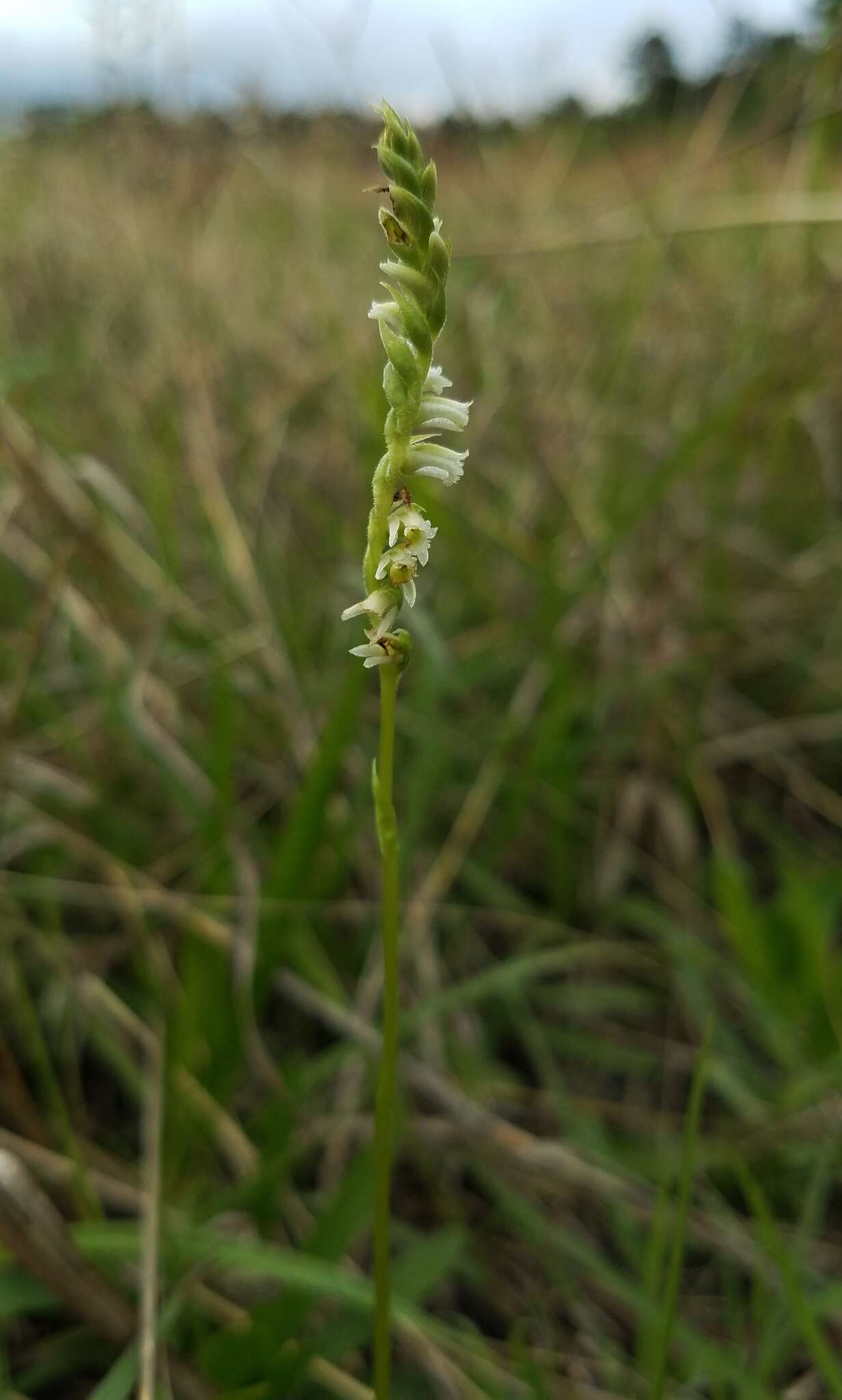 Spiranthes brevilabris Lindl. resmi