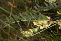 Astragalus douglasii var. douglasii resmi