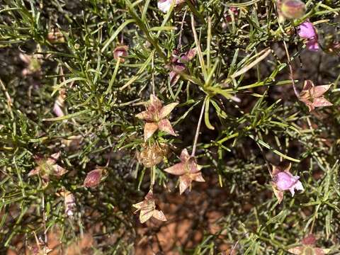 Imagem de Eremophila metallicorum S. Moore