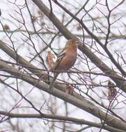 Image of Fringilla coelebs coelebs Linnaeus 1758