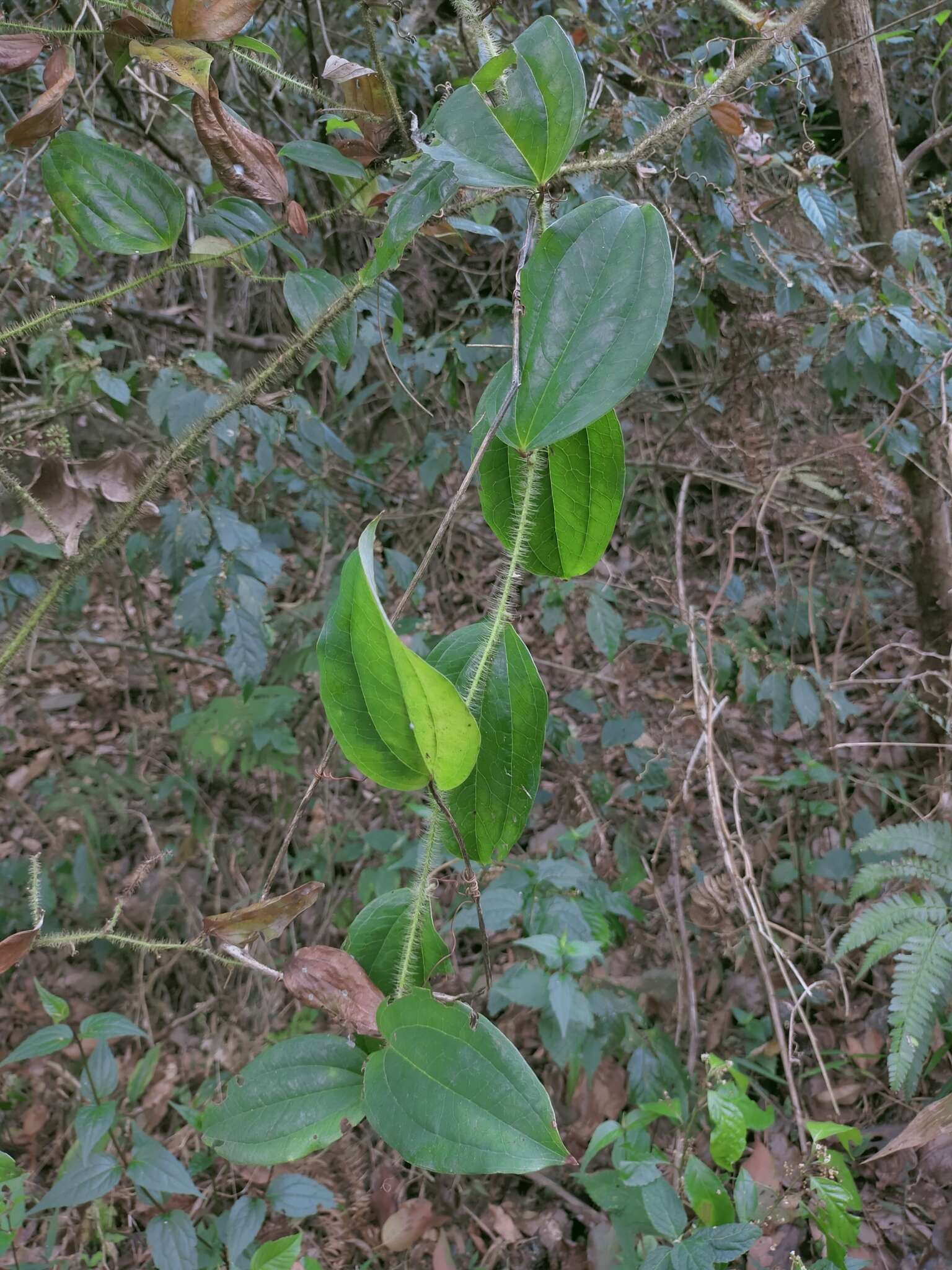 Smilax horridiramula Hayata resmi