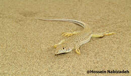Image of Point-snouted Racerunner