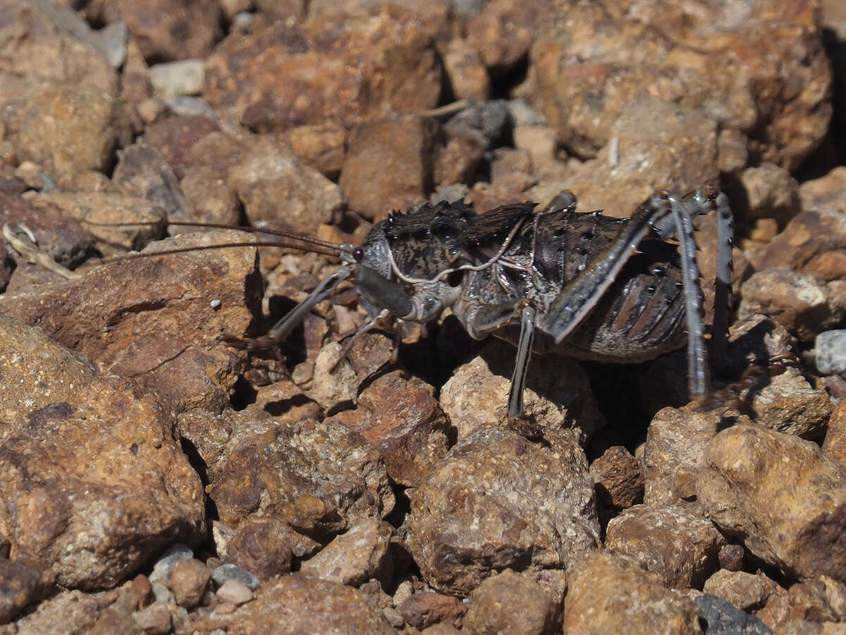 Image of Hetrodes pupus (Linnaeus 1758)