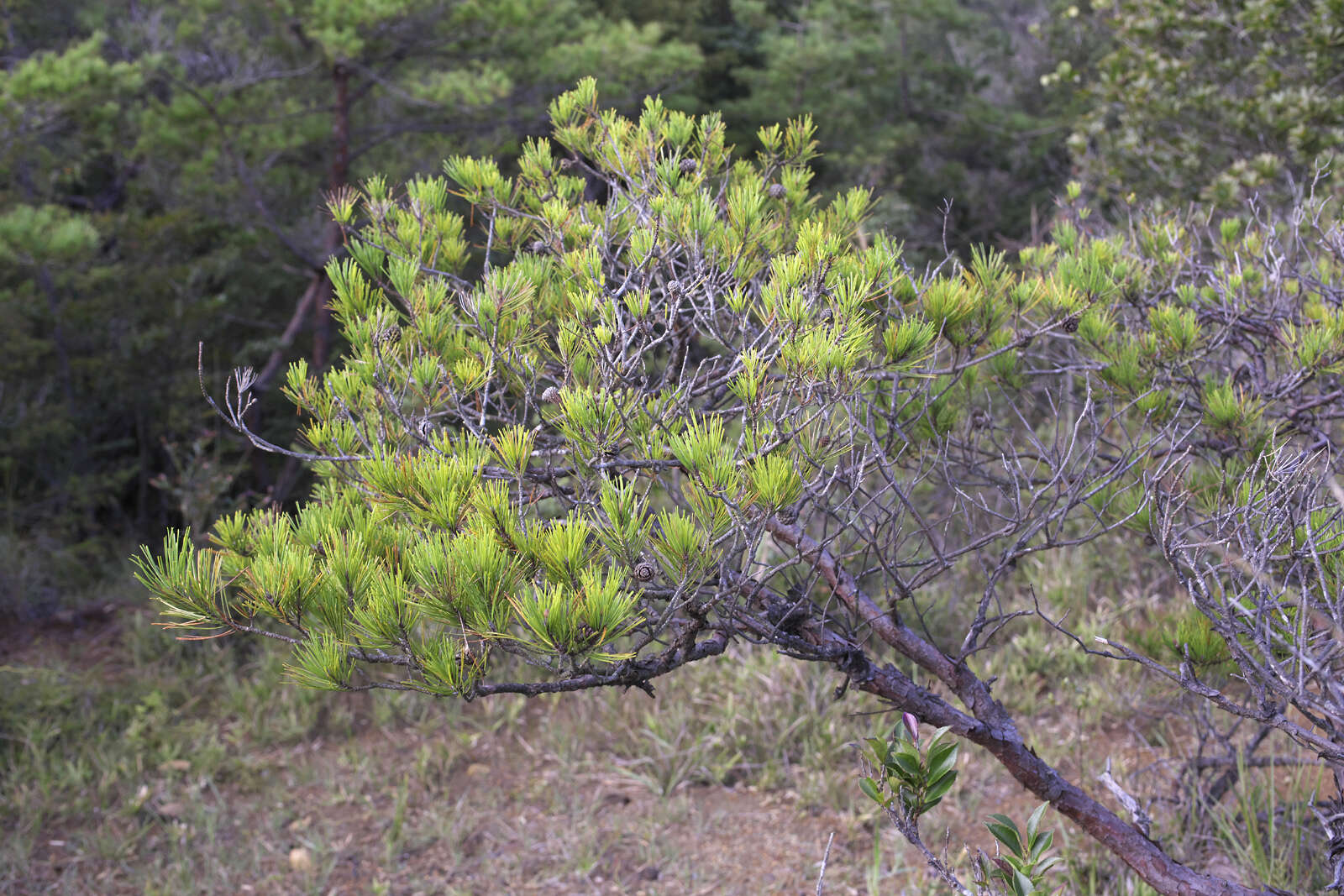 Image of Japanese Red Pine