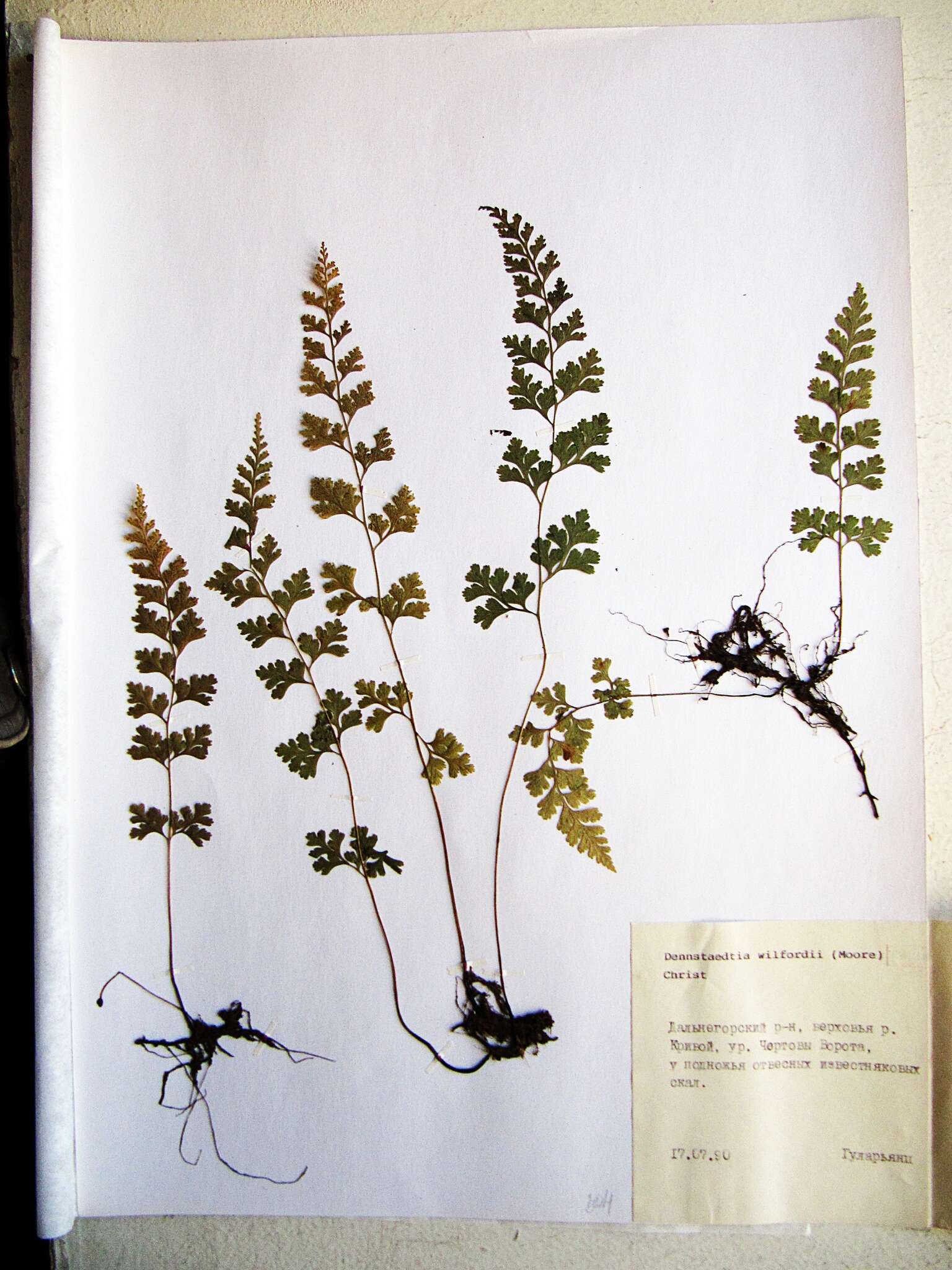 Image of Dennstaedtia wilfordii (T. Moore) H. Christ