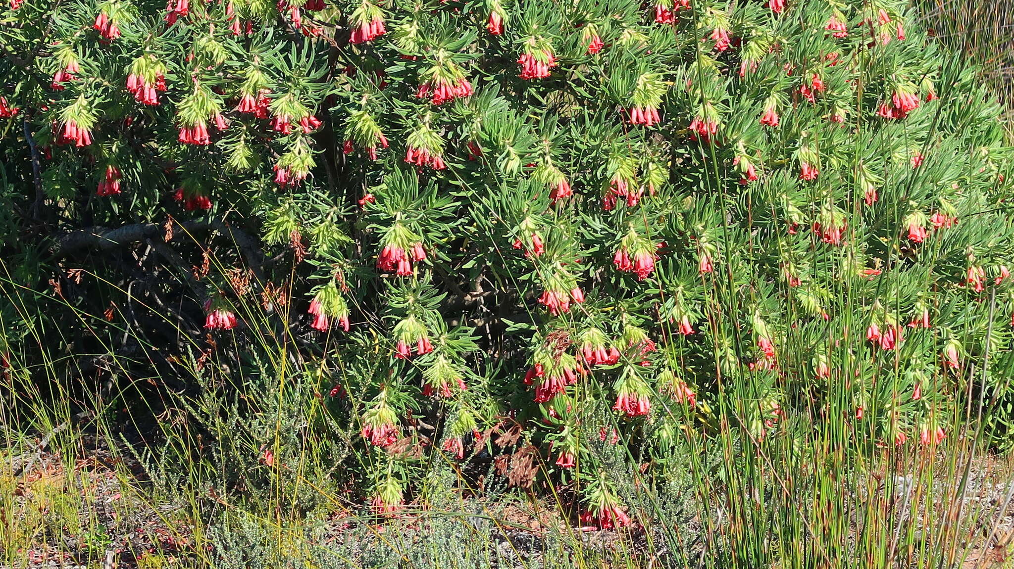 Lobostemon belliformis M. H. Buys resmi