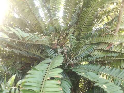 Image of Natal Cycad