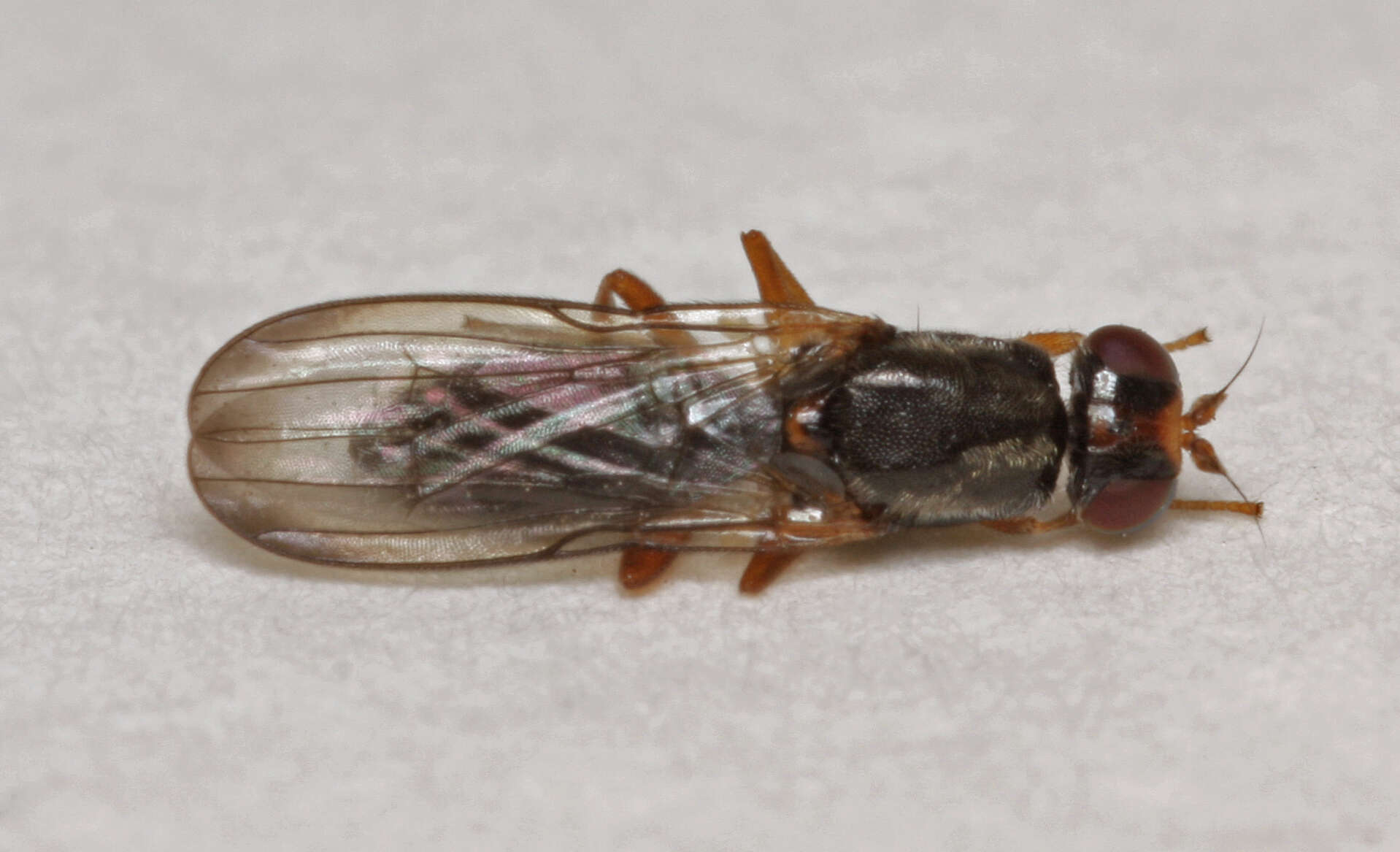 Image of Chyliza leptogaster (Panzer 1798)